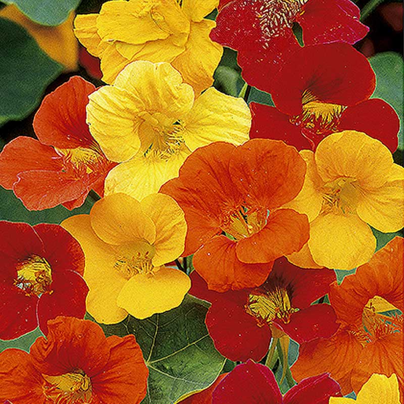 Kapuzinerkresse 'Splitfire'