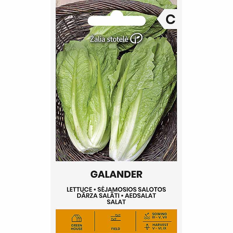 Römersalat 'Galander'