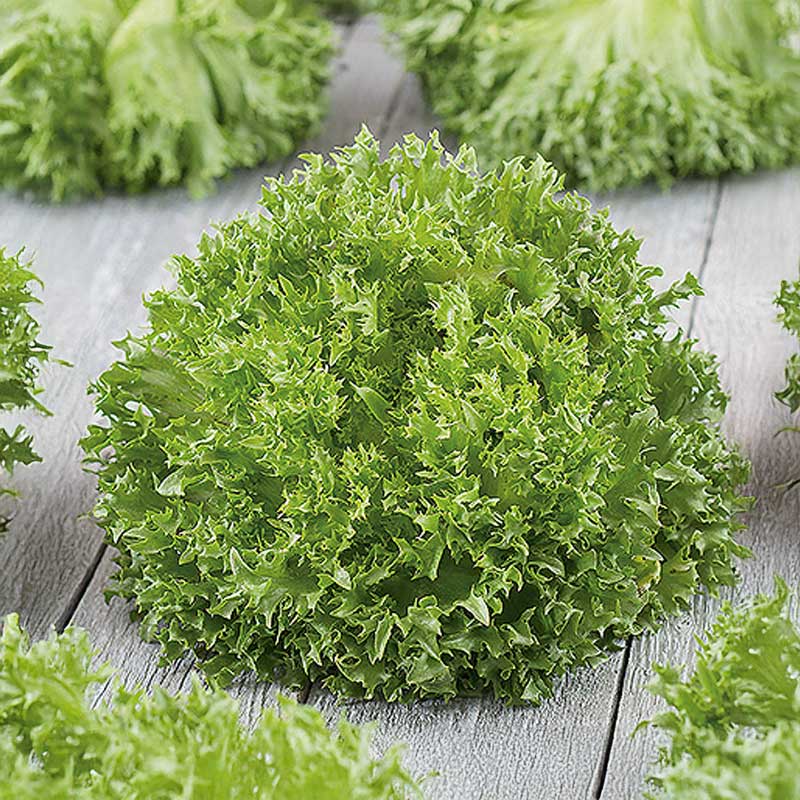 Sallat 'Frillice'