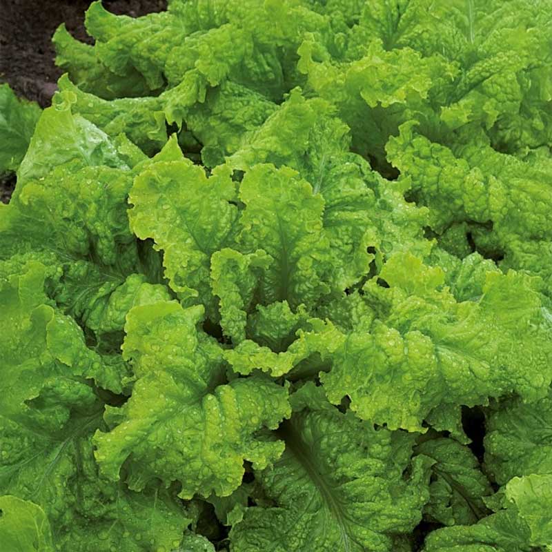 Pflücksalat 'Australische Gele'