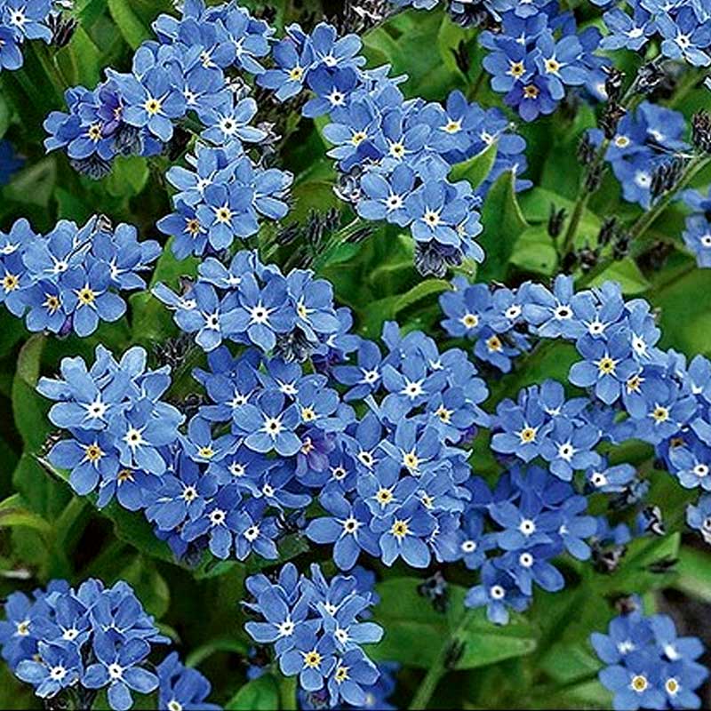 Forget -Me-Not 'Blue ball'