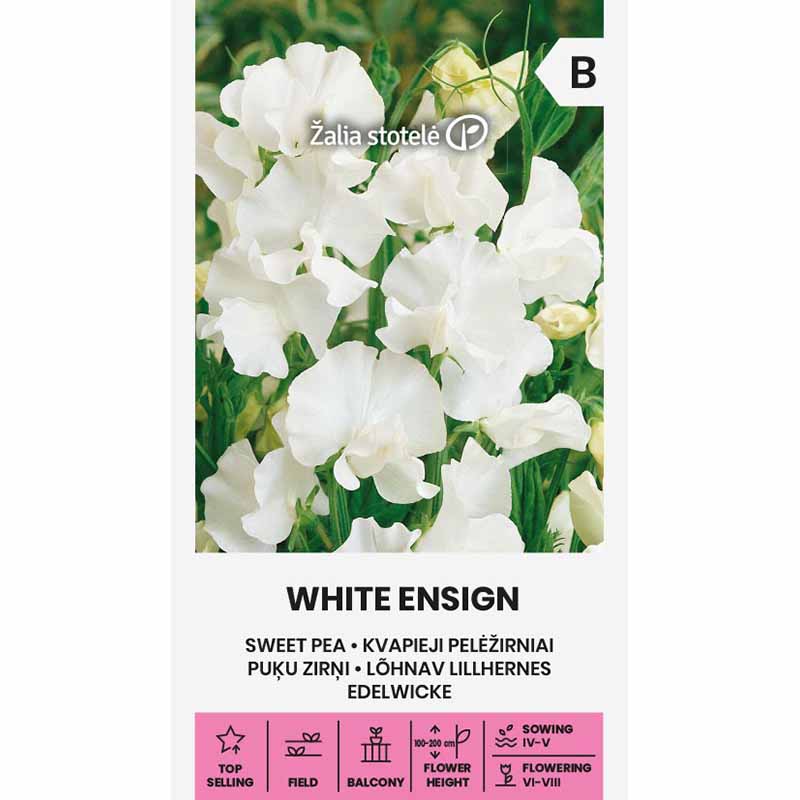 Duftwicke 'White Ensign'