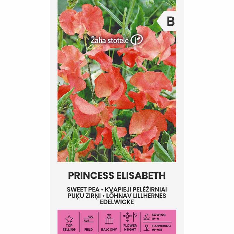 Duftwicke 'Princess Elisabeth'