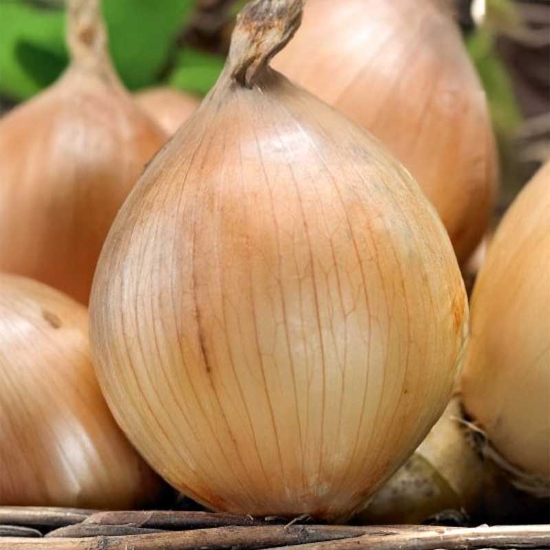 Zwiebel 'Exhibition'