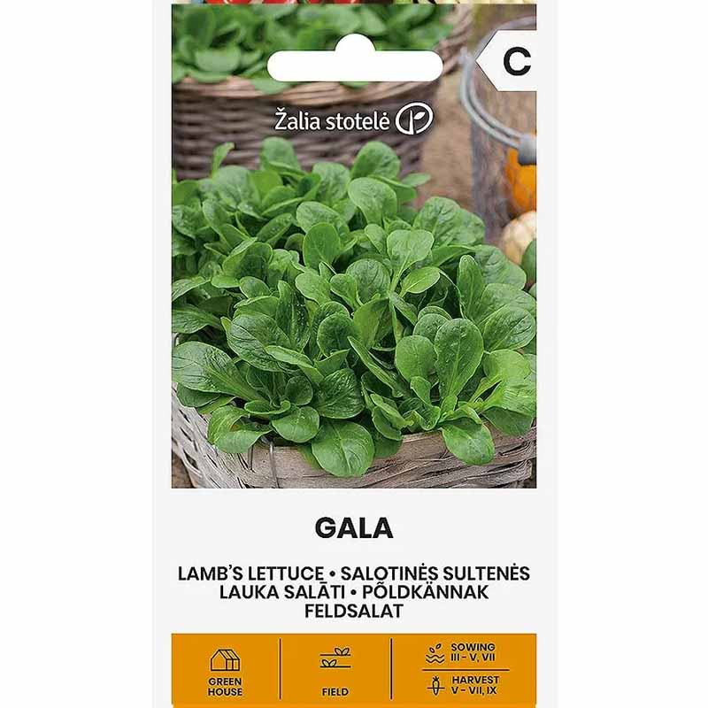 Frühlings-Platterbse 'Gala'