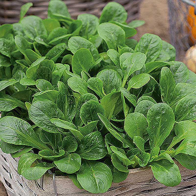 Frühlings-Platterbse 'Gala'