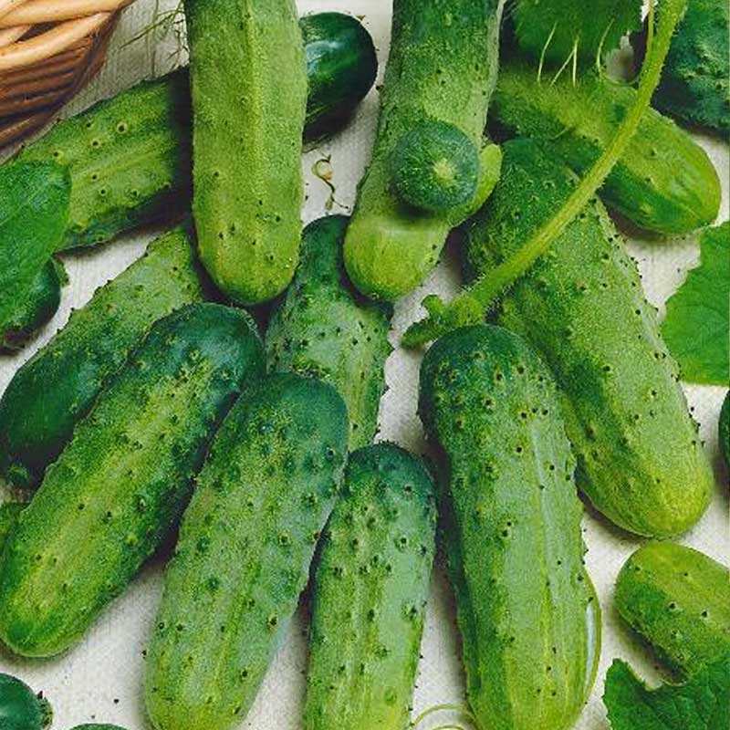 Gurke 'Piccolo verde di parigi'