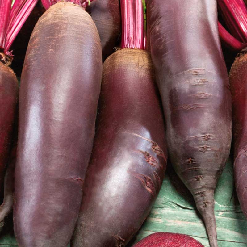 Rote Bete 'Cylindra'