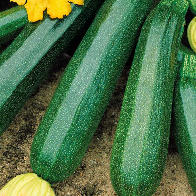 Zucchini 'Black beuty'