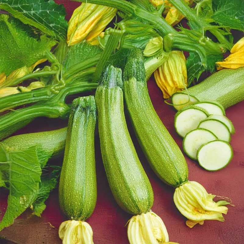 Zucchini 'Ortolana di faenza'