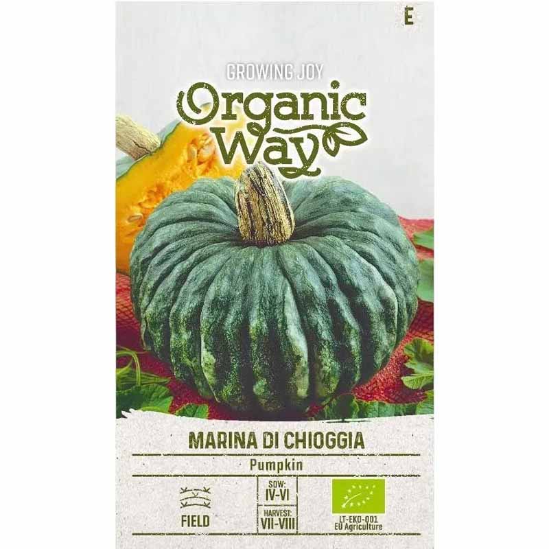 Kürbis 'Marina di chioggia'