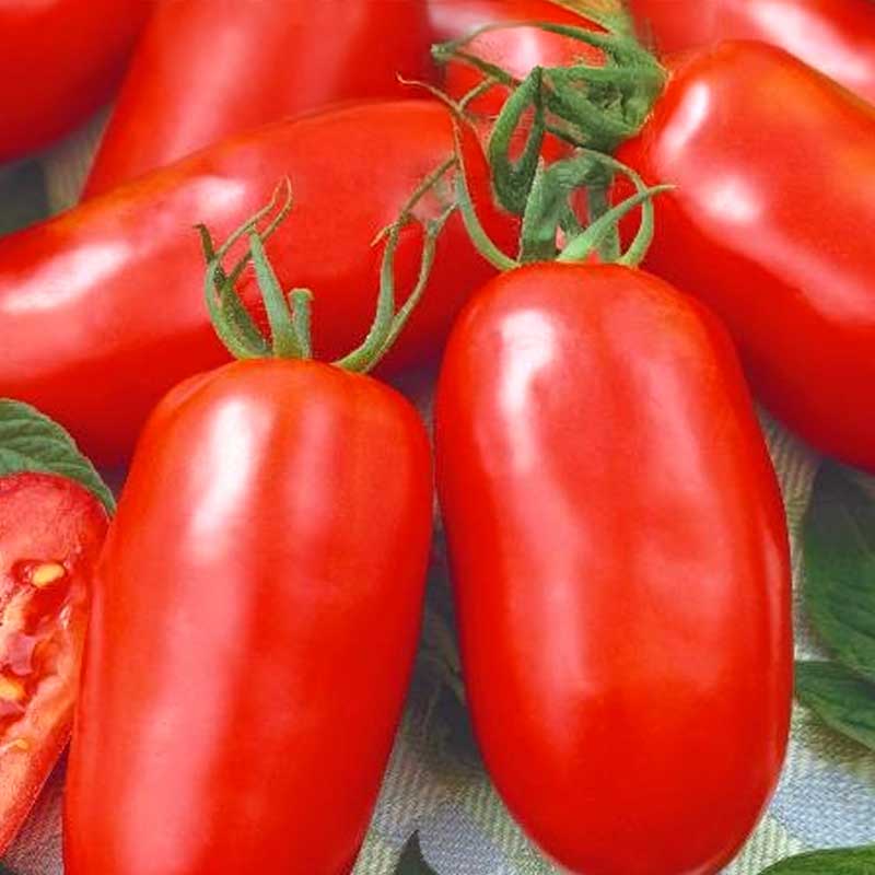 Tomate 's. marzano 2'
