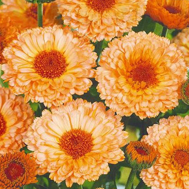 Ringelblume 'Pink suprise'