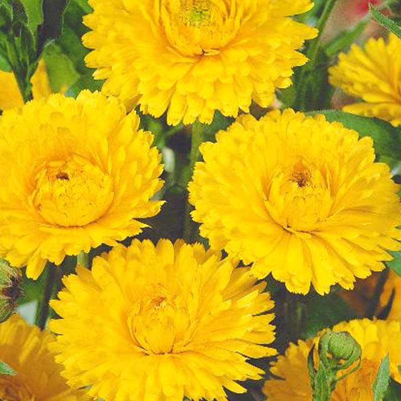 Ringelblume 'Yellow gitana'