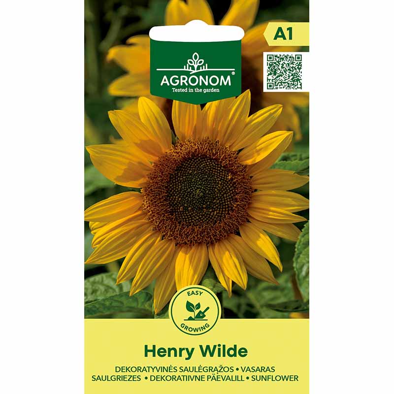 Sonnenblume 'Henry Wilde'