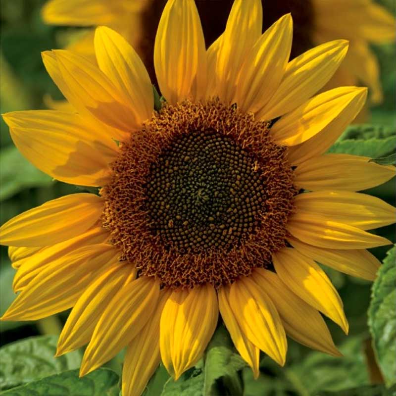 Sonnenblume 'Henry Wilde'