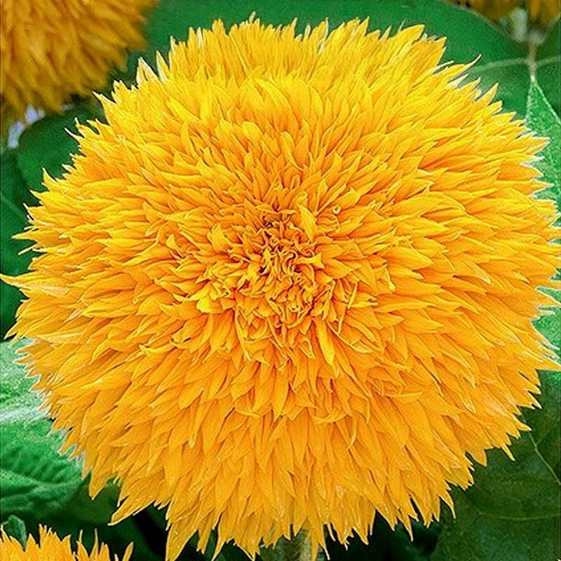 Sonnenblume 'Teddy Bear'