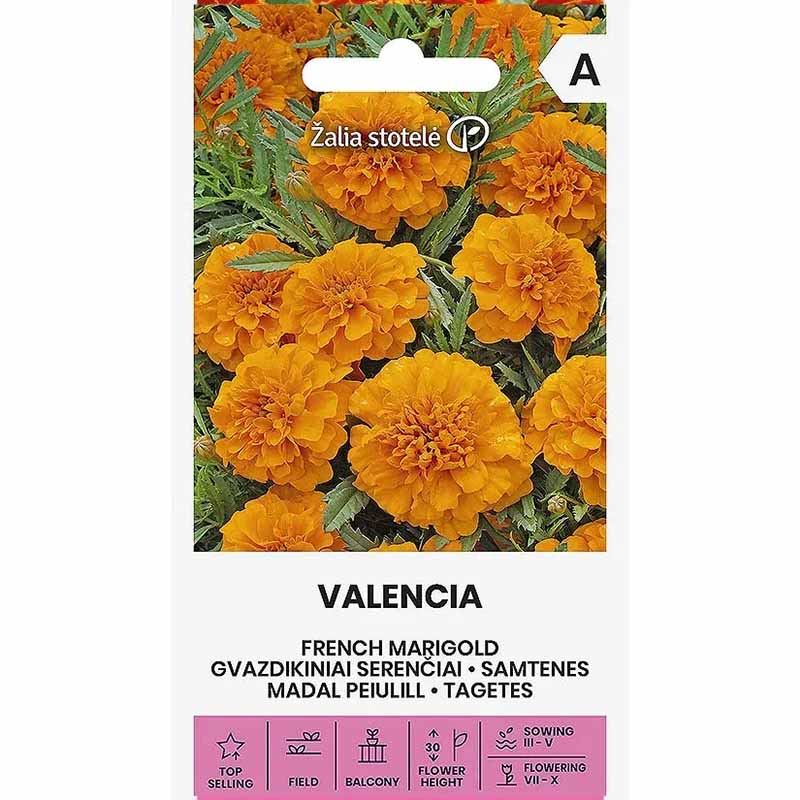 Studentenblume 'Valencia'