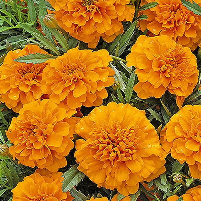 Studentenblume 'Valencia'