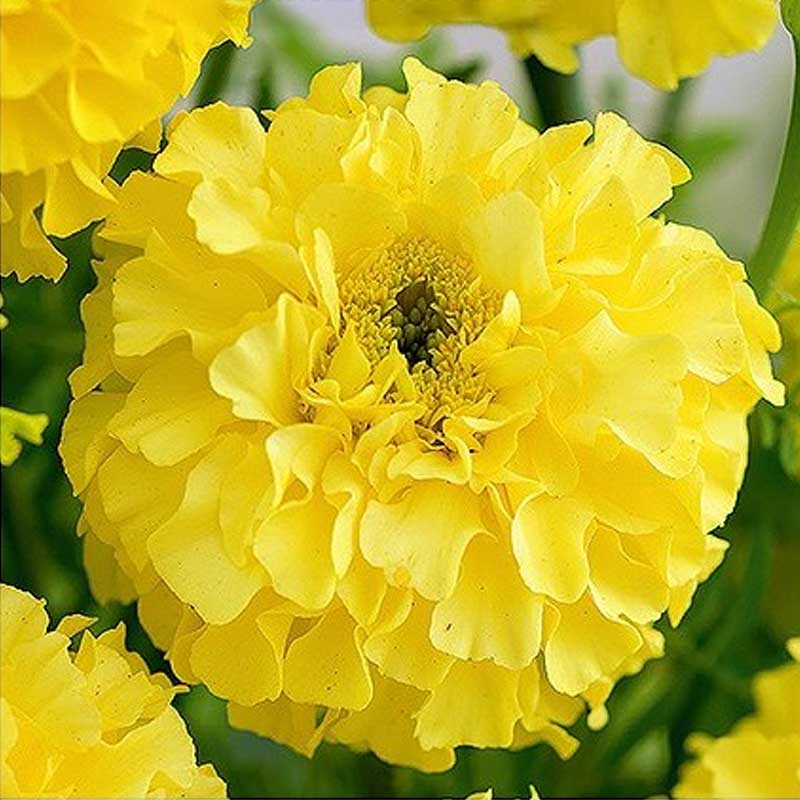 Hohe Studentenblume tagetes 'Calendo lemon'