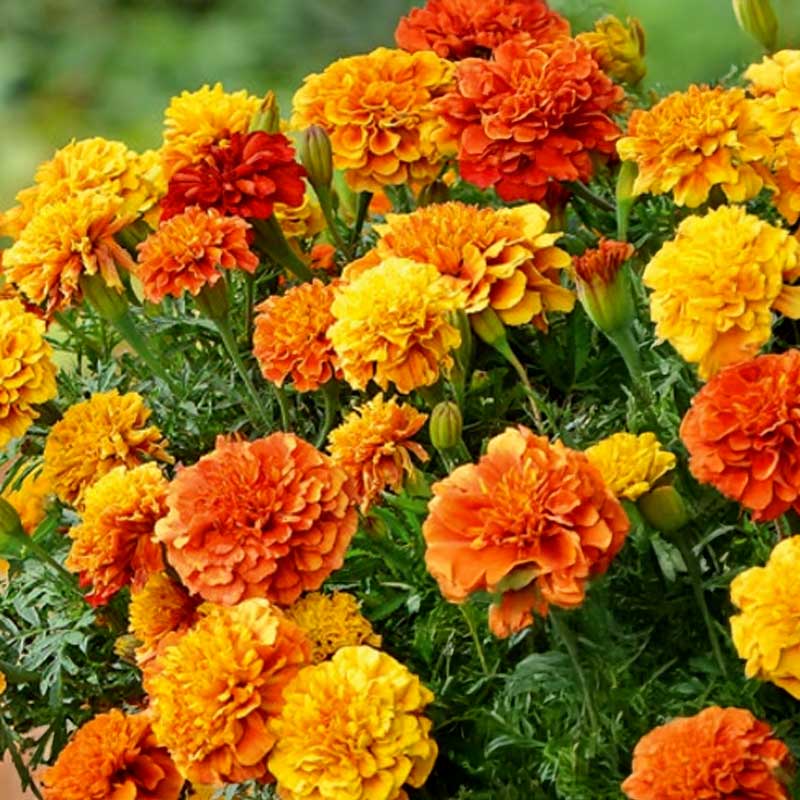 Studentenblume 'Strawberry blonde'