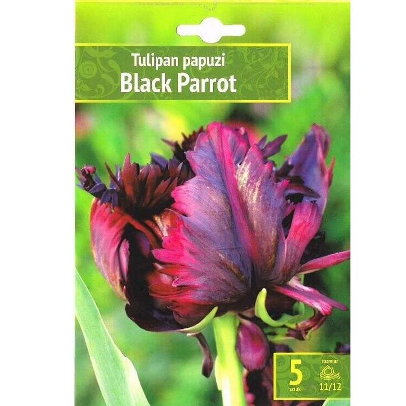 Tulpan ’Black Parrot’