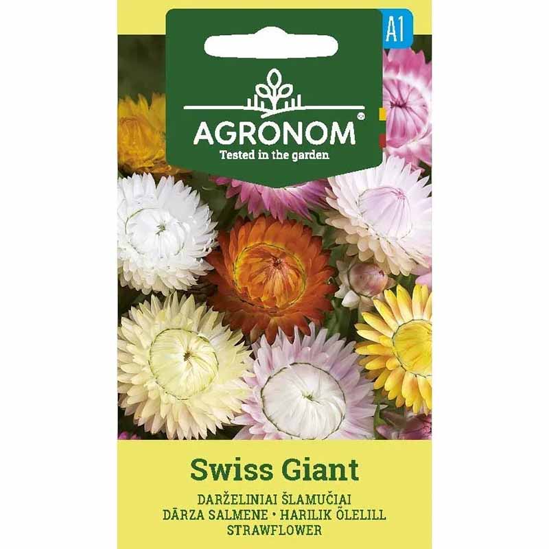 Strohblume 'Swiss Giants'