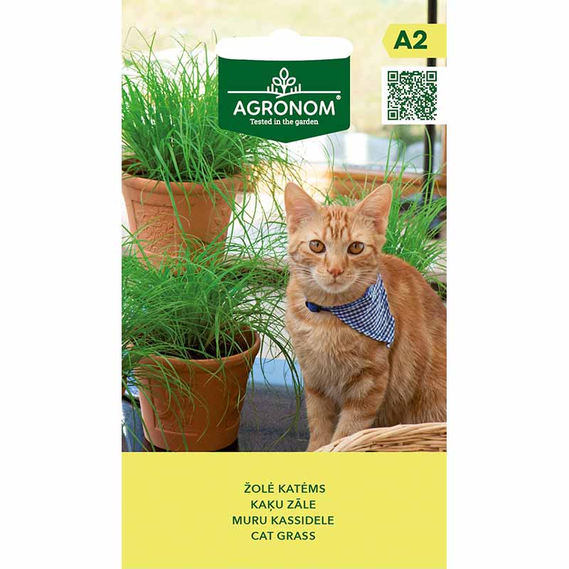 Kattgr äs