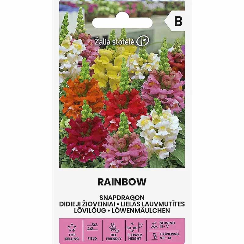 Löwenmäulchen 'Rainbow'