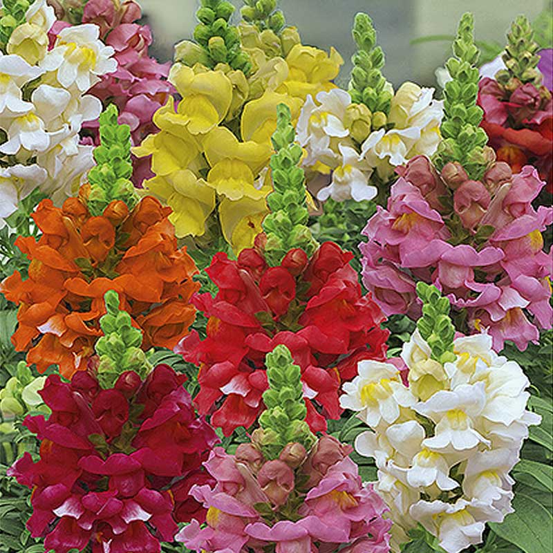 Löwenmäulchen 'Rainbow'