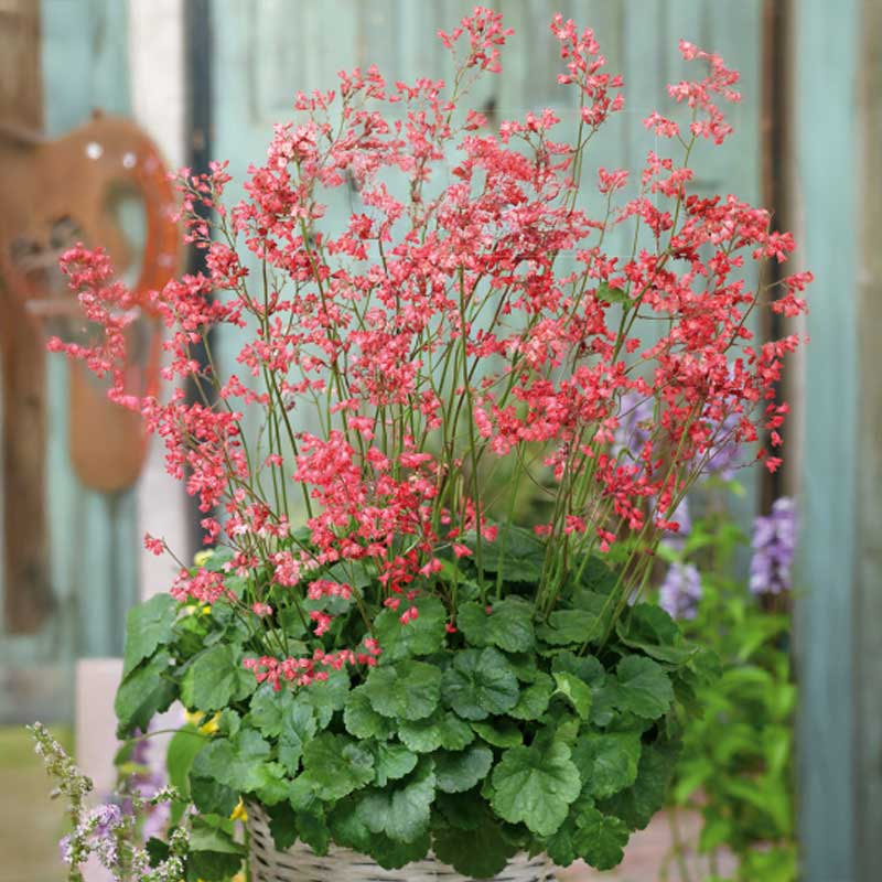 Purpurglöckchen 'Firefly'