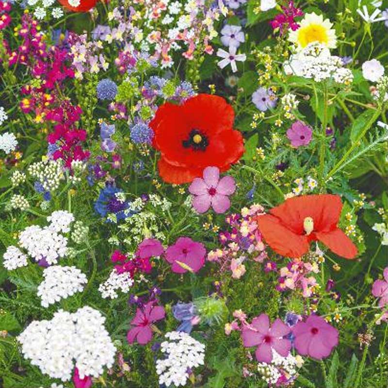 Blumenmischung 'Wild Flowers'