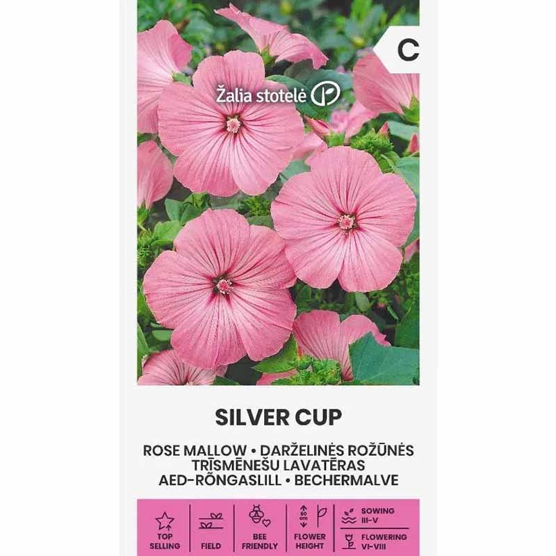 Sommermalve 'Silver cup'
