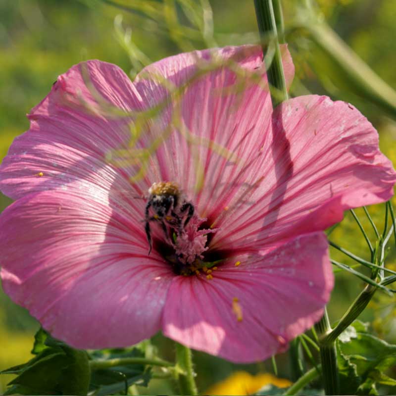 Sommermalve 'Silver cup'