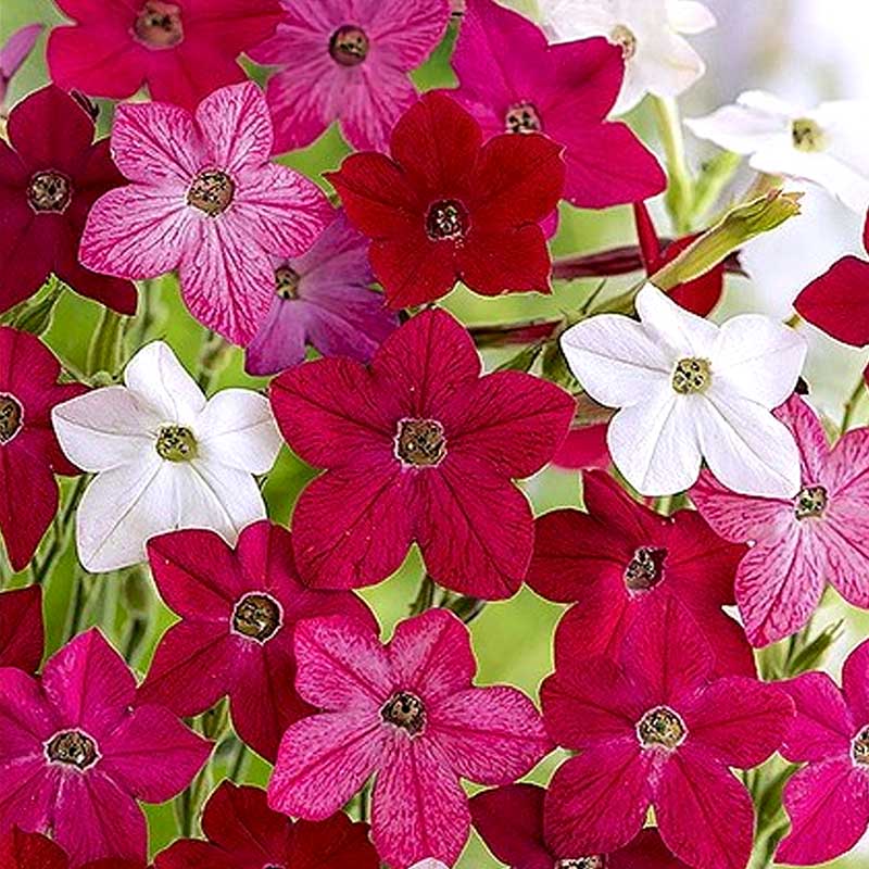 Ziertabak 'Sensation'