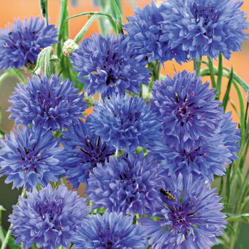 Kornblume 'Blue ball'