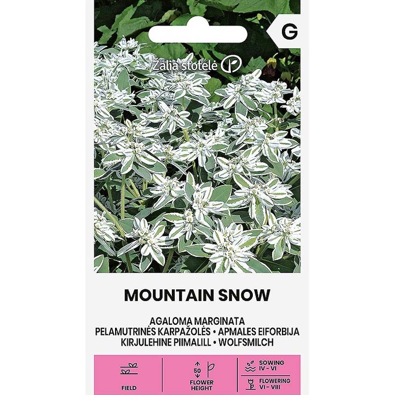 Bunte Wolfsmilch 'Mountain snow'