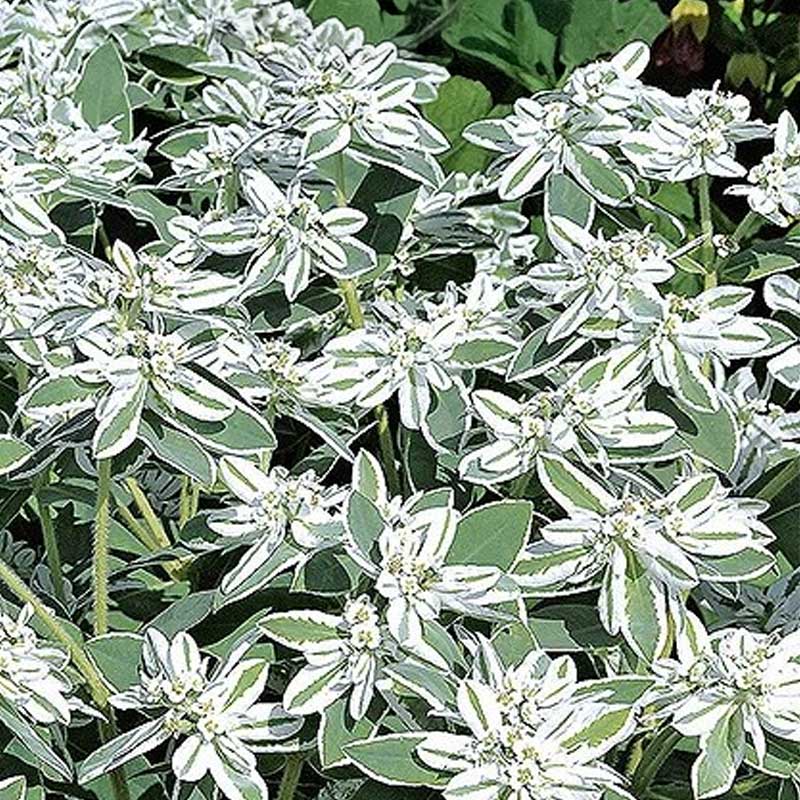 Bunte Wolfsmilch 'Mountain snow'