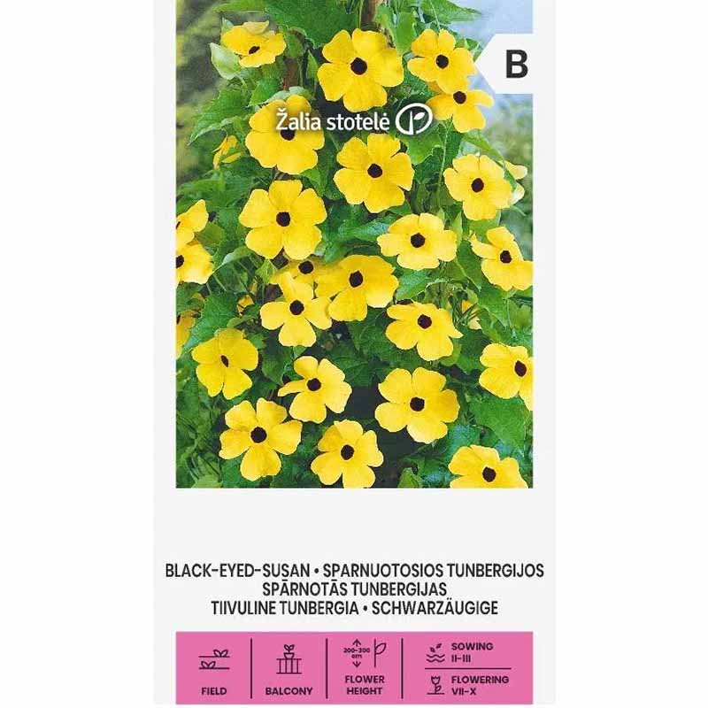 Schwarzäugige Susanne Black-eyed-Susan
