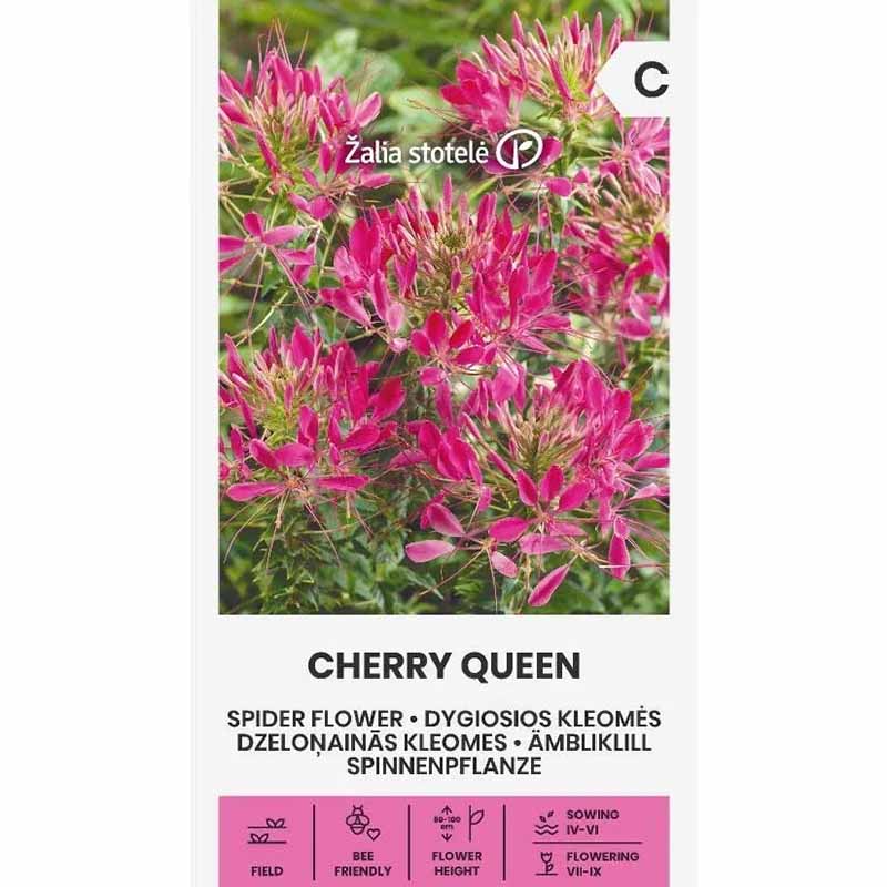Paradiesblume 'Cherry Queen'