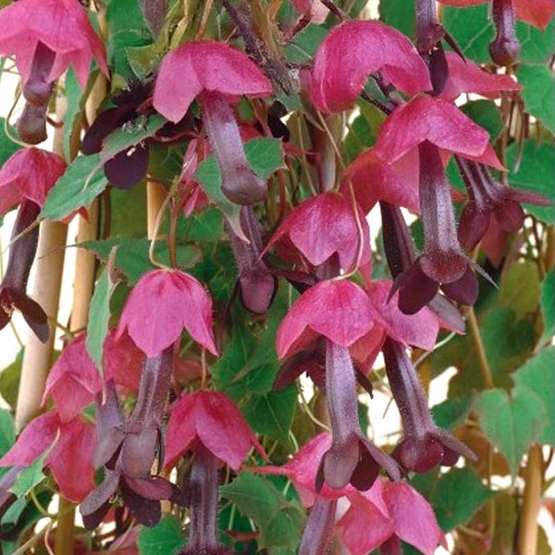 Schwarzäugige Susanne