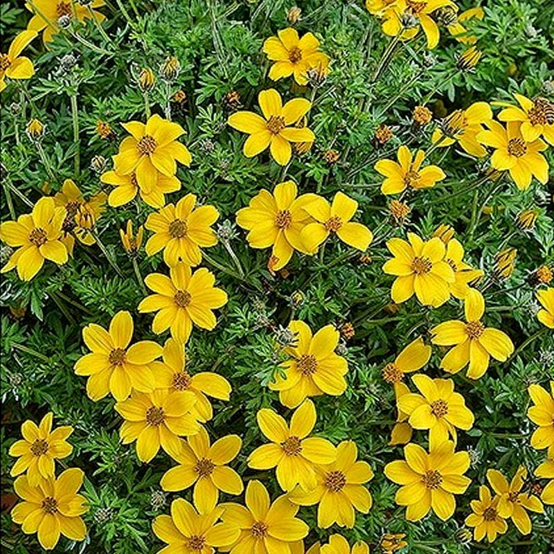 Hängende Bidens
