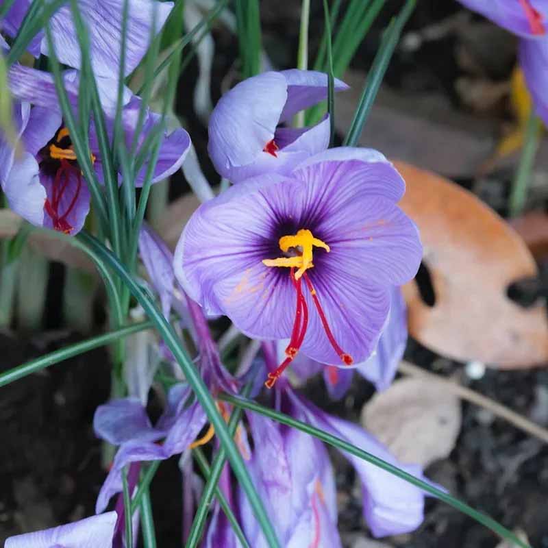 Safrankrokus 100 Zwiebeln