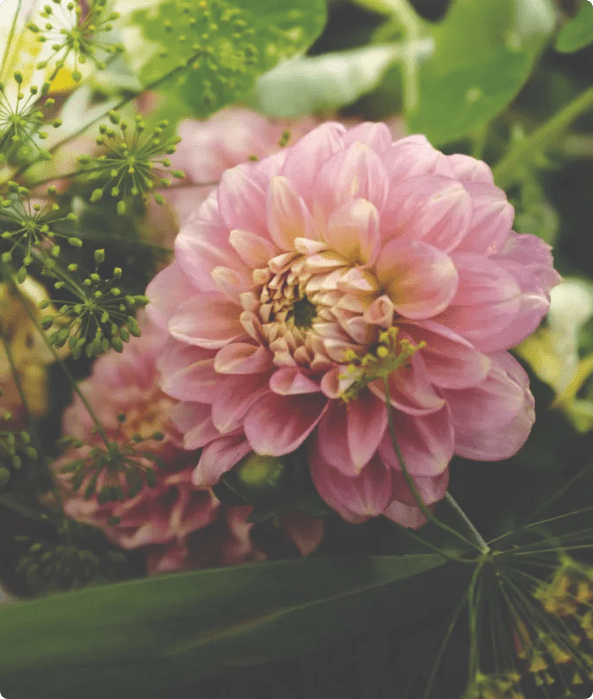 blomma